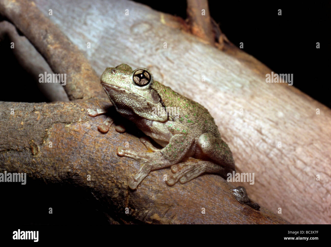 Emeraldspotted Tree Frog, Litoria peroni Stock Photo Alamy
