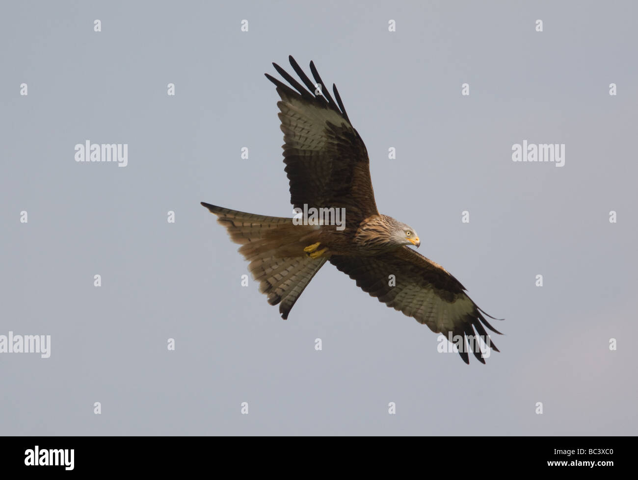 Red Kite in flight, Rhyader, Wales Stock Photo