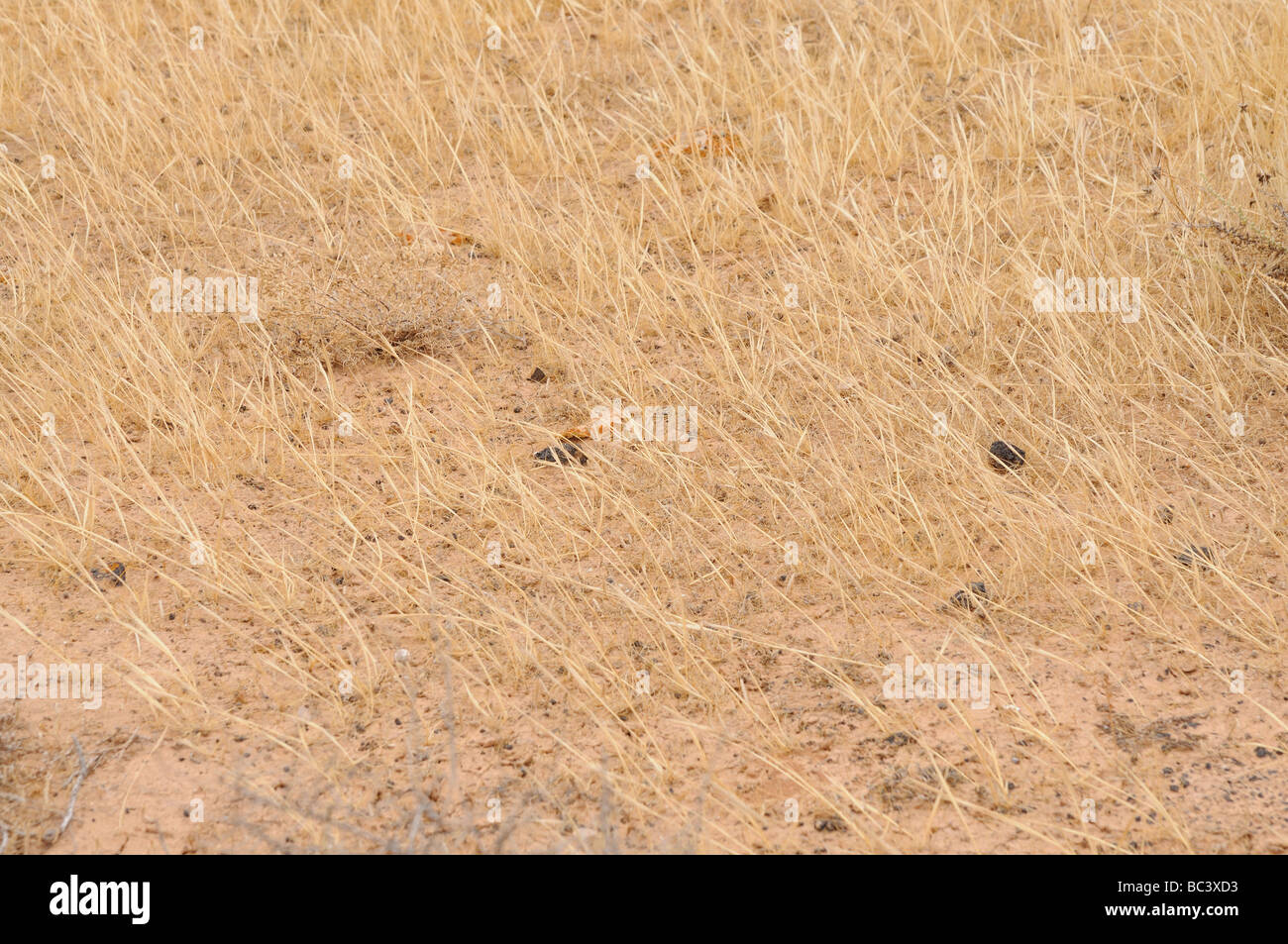 Dry grass on a meadow, Fuerteventura Stock Photo
