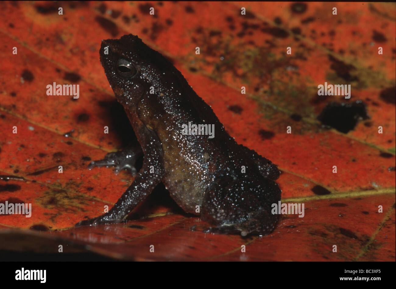 Sticky Frog, Kalophrynus Stock Photo