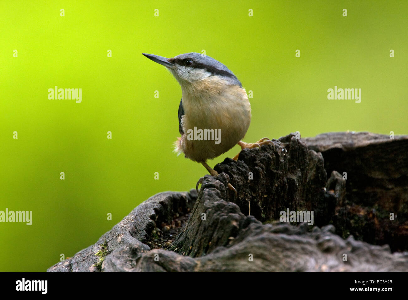 Eurasian Nuthatch (sitta europaea) perched on a log Stock Photo