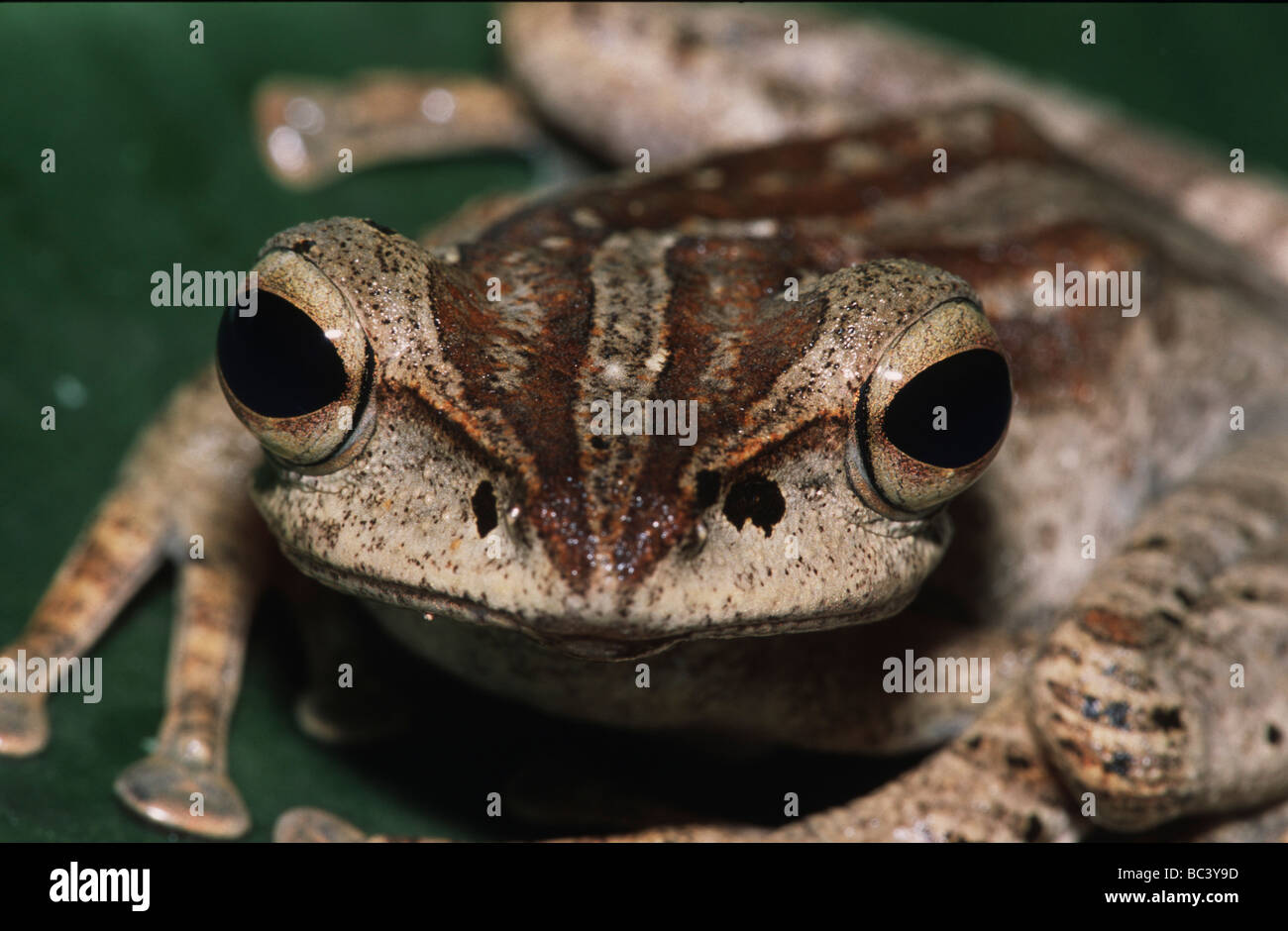 Four-lined Tree Frog, Polypedates leucomystax Stock Photo