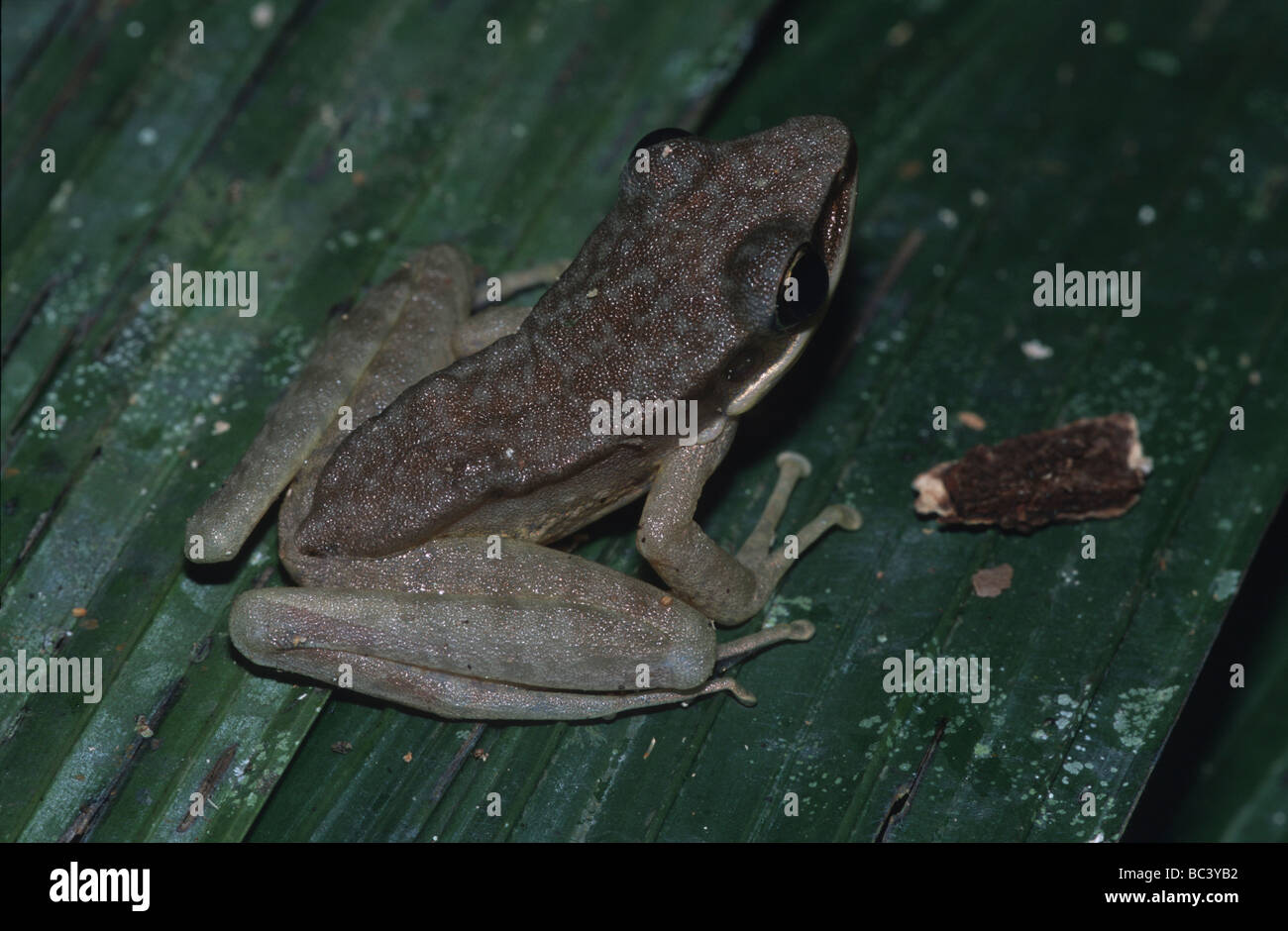 White-lipped Frog, Rana chalconota Stock Photo