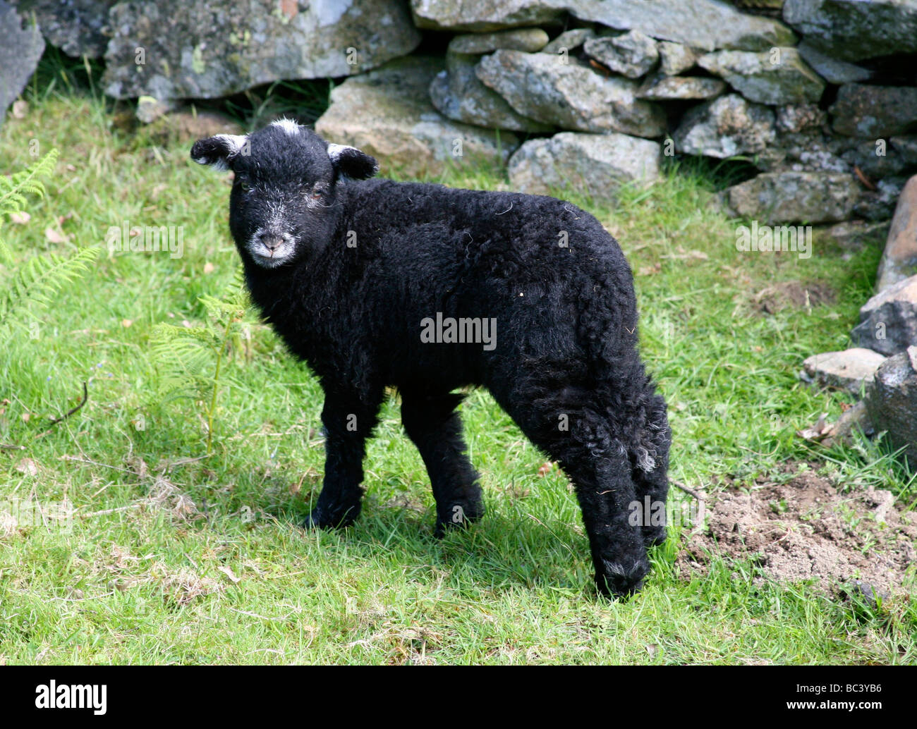 Black sheep hires stock photography and images Alamy