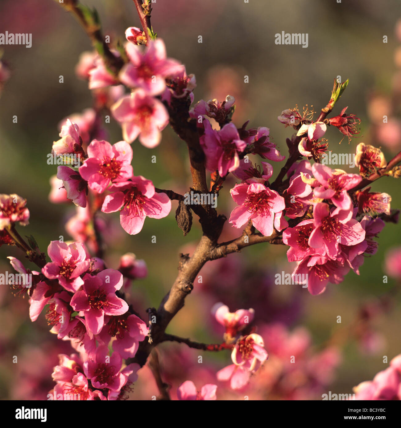 Flowers of fruit tree in flowering  in close up. Stock Photo