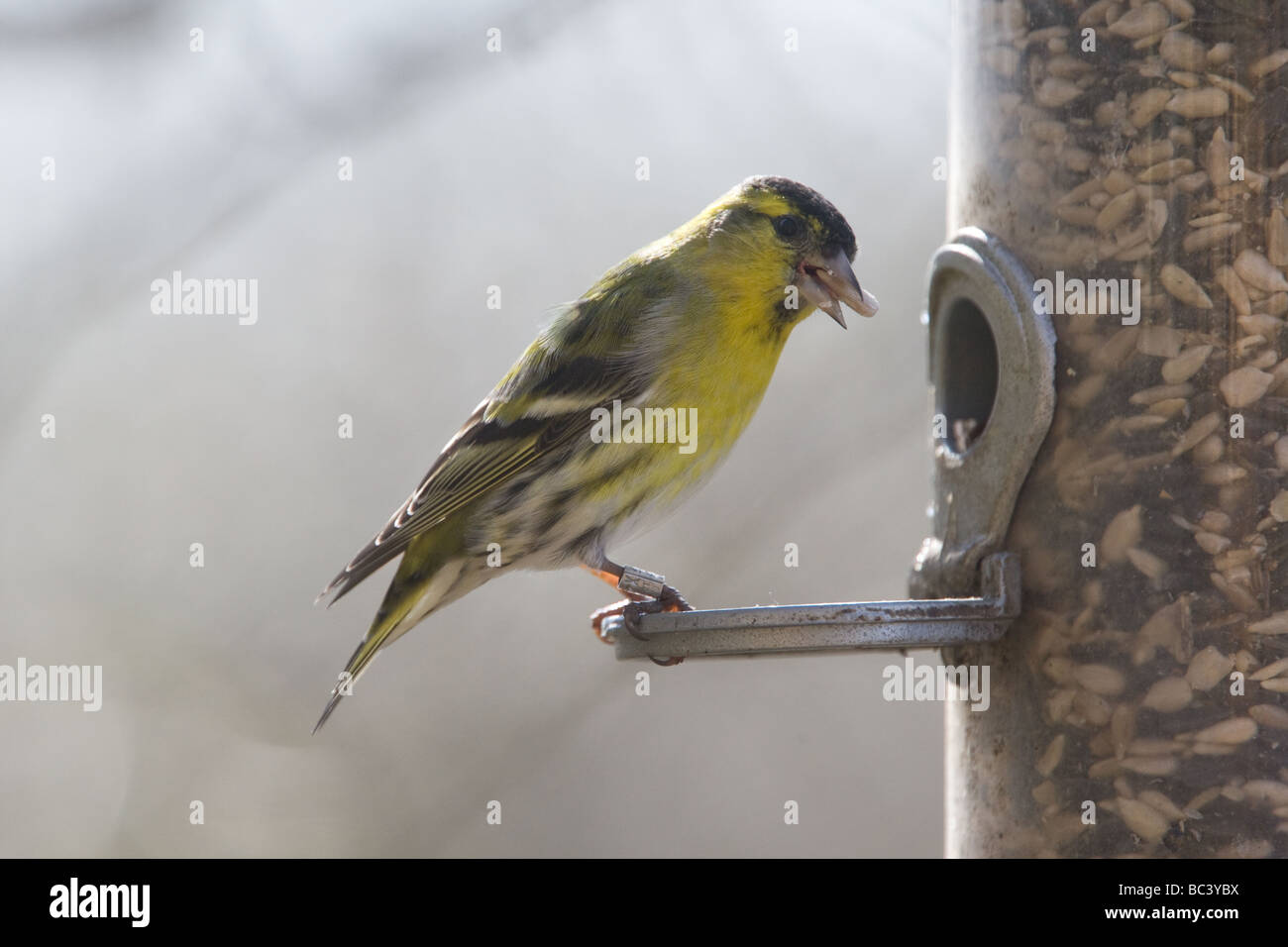 A male Siskin (carduelis spinus) on a feeder in Norfolk Stock Photo