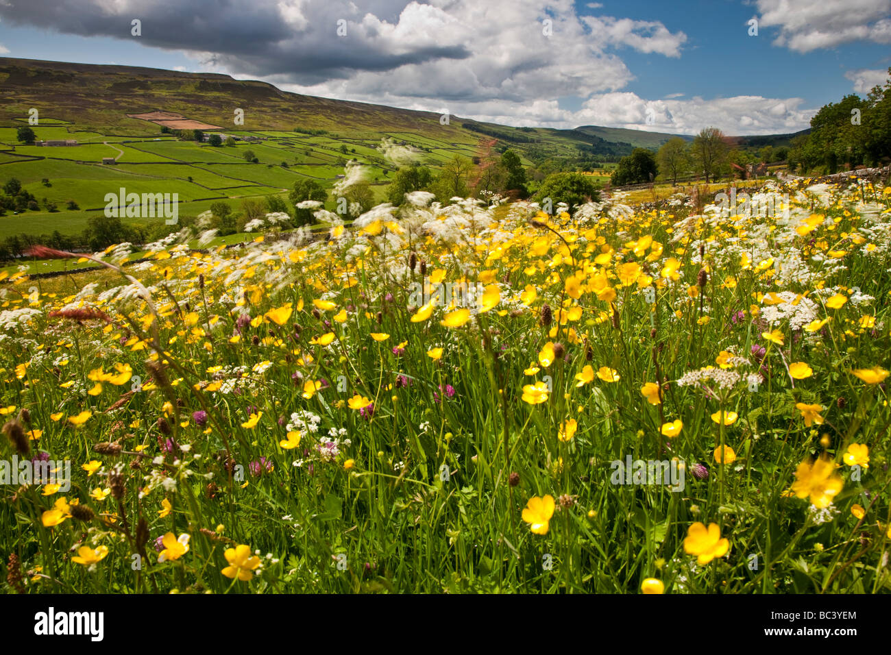 Swaledale wild flower meadows near Reeth Yorkshire Dales National Park Stock Photo