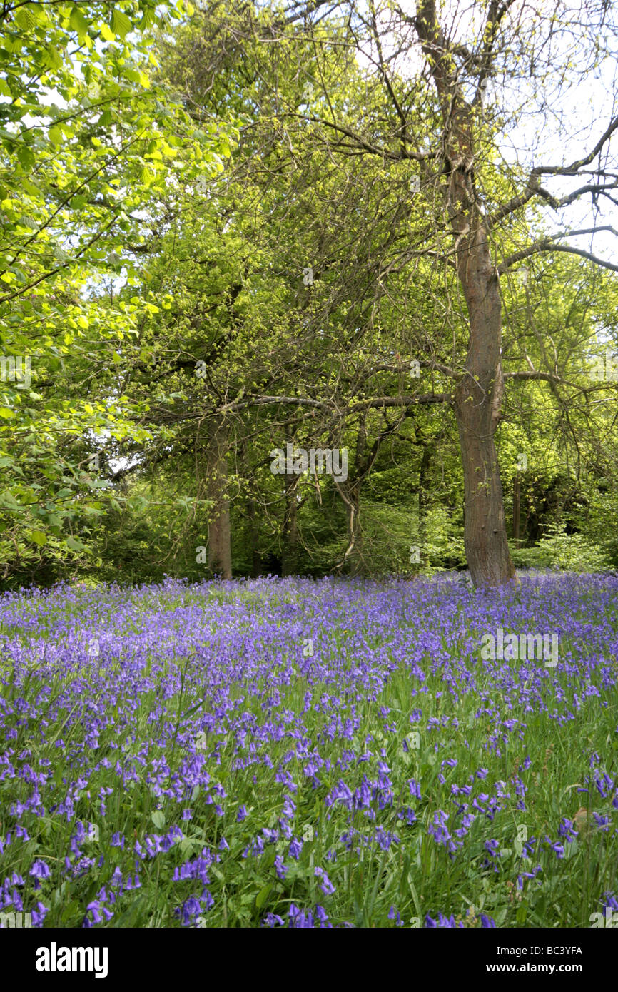 Blue bells woods, surrey Stock Photo Alamy