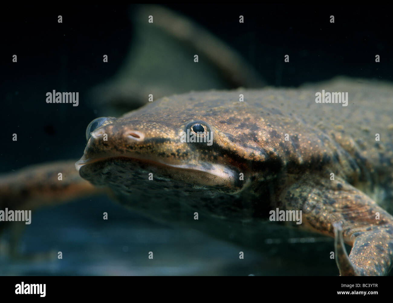 Dwarf Surinam Toad, Pipa carvalhoi Stock Photo