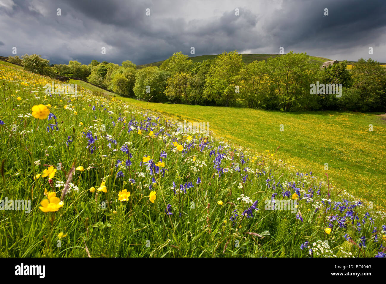 Swaledale wild flower meadows near Thwaite Yorkshire Dales National