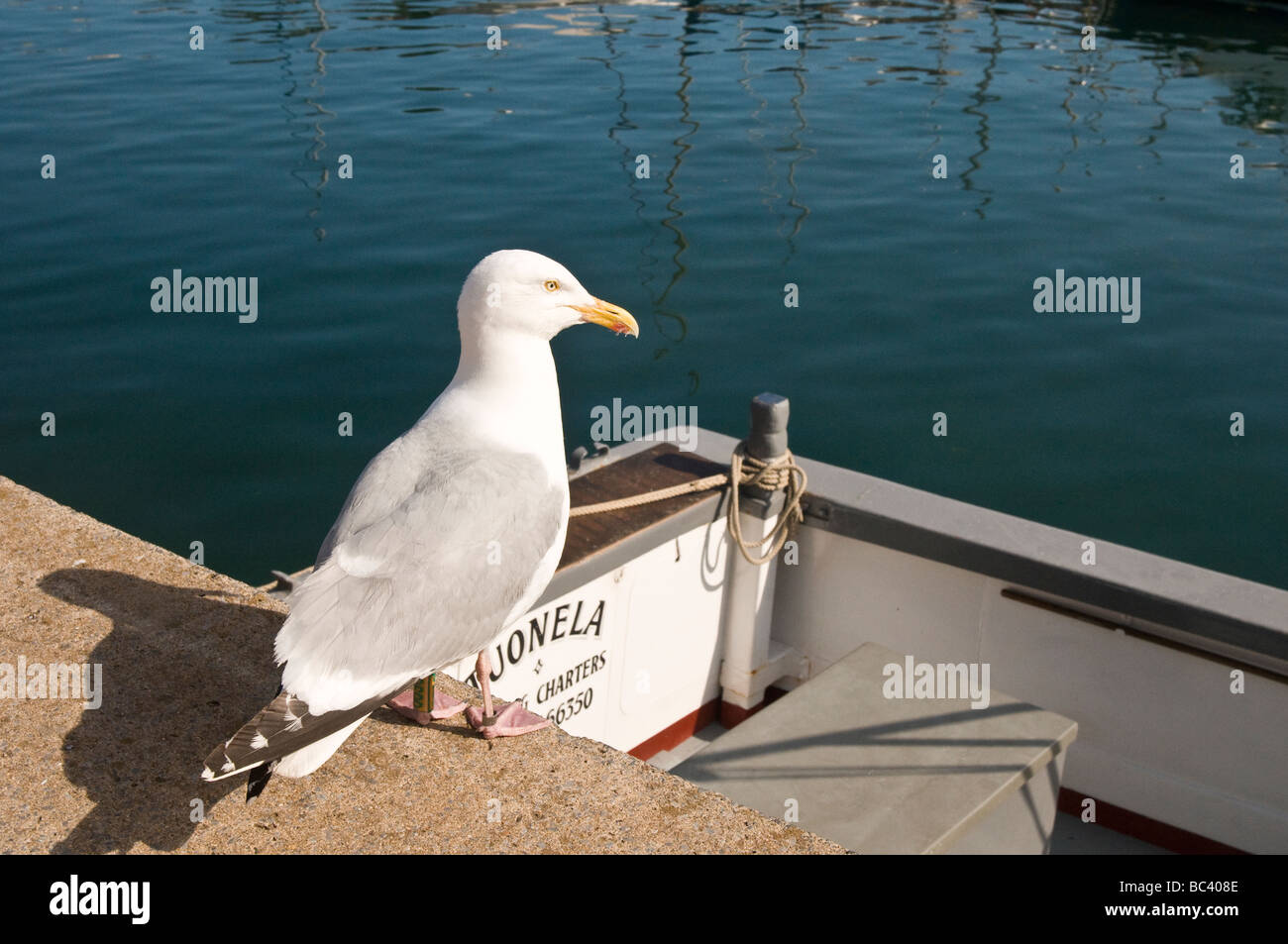Herring Gull sitting on harbour wall in Paignton Devon Close Up Stock Photo
