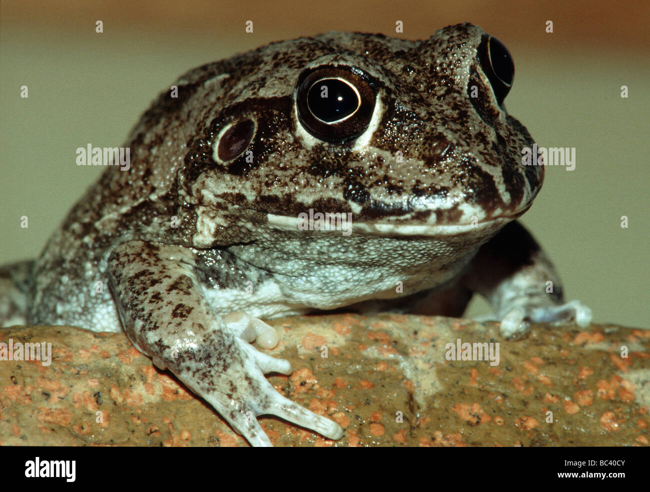 Water holding frog australia hi-res stock photography and images - Alamy