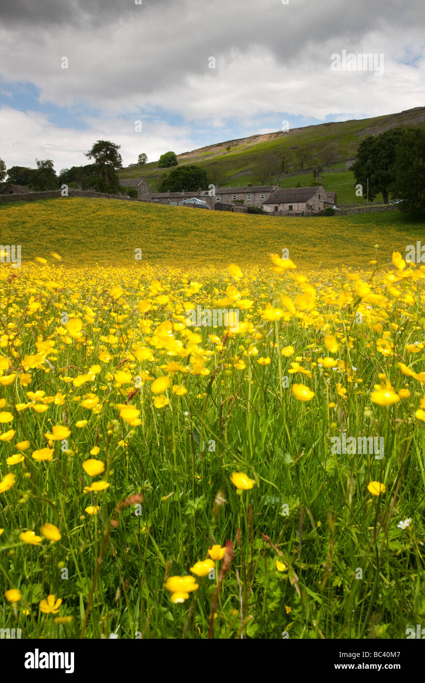 Swaledale wild flower meadows near Healaugh Yorkshire Dales National Park Stock Photo