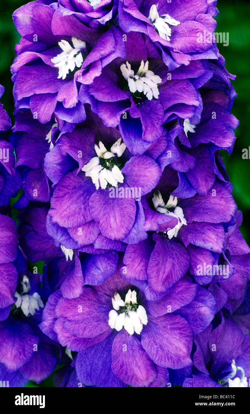 Delphinium 'Guardian Blue' flower flowers garden plant plants Stock