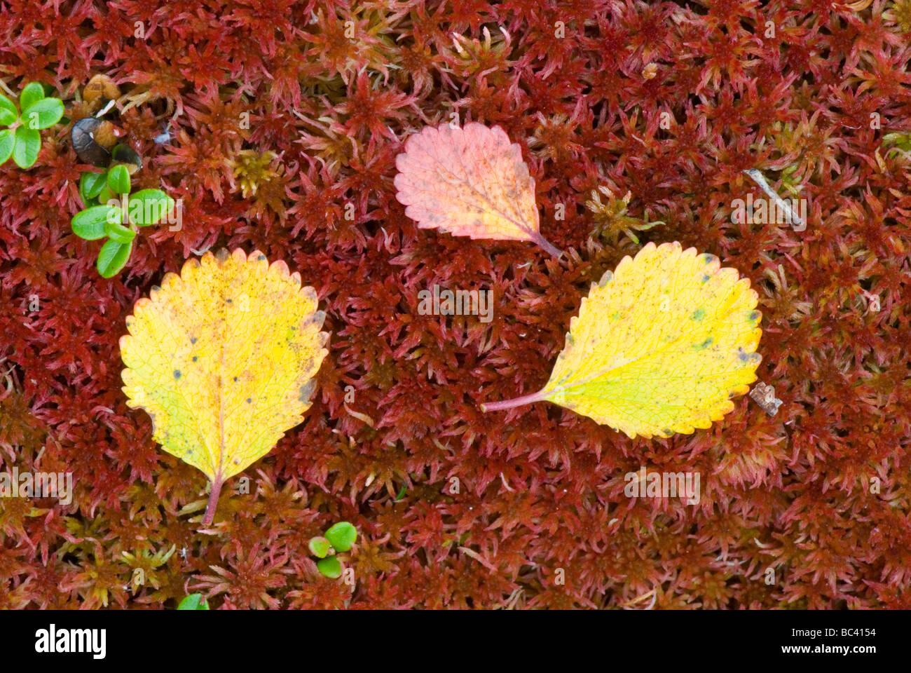 Dwarf Birch Betula nana leaves Stock Photo