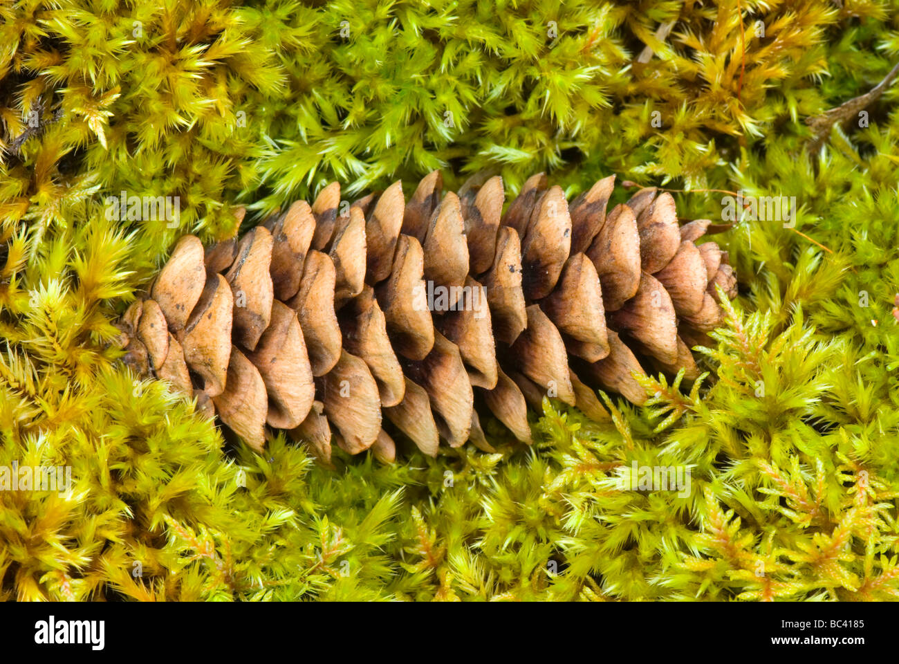 Black Spruce Stock Photos & Black Spruce Stock Images Alamy