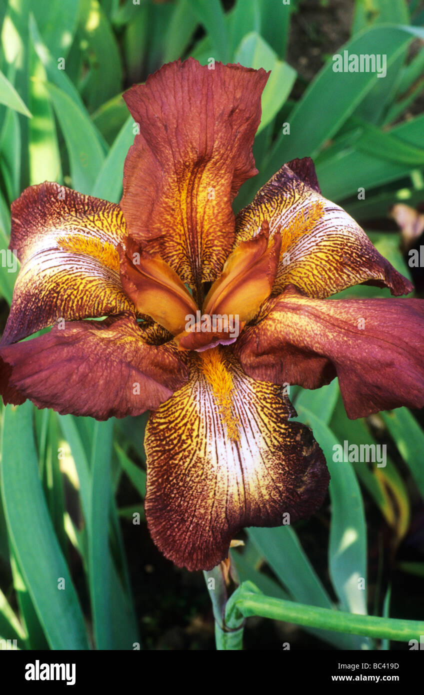 Iris 'Dutch Chocolate' tall bearded brown flower flowers flowering ...