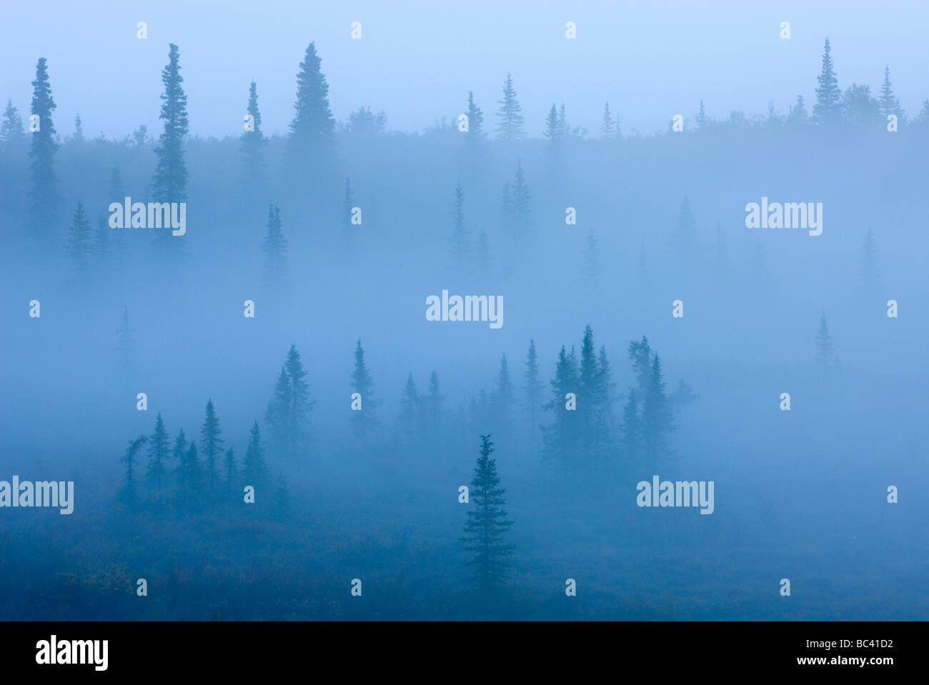 Morning fog over boreal forest Alaska Stock Photo - Alamy