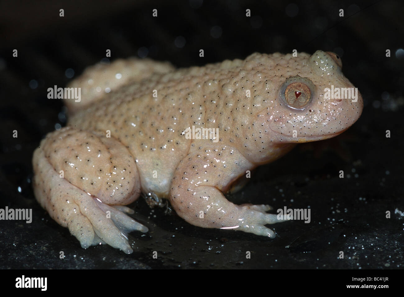 albino fire belly toad for sale