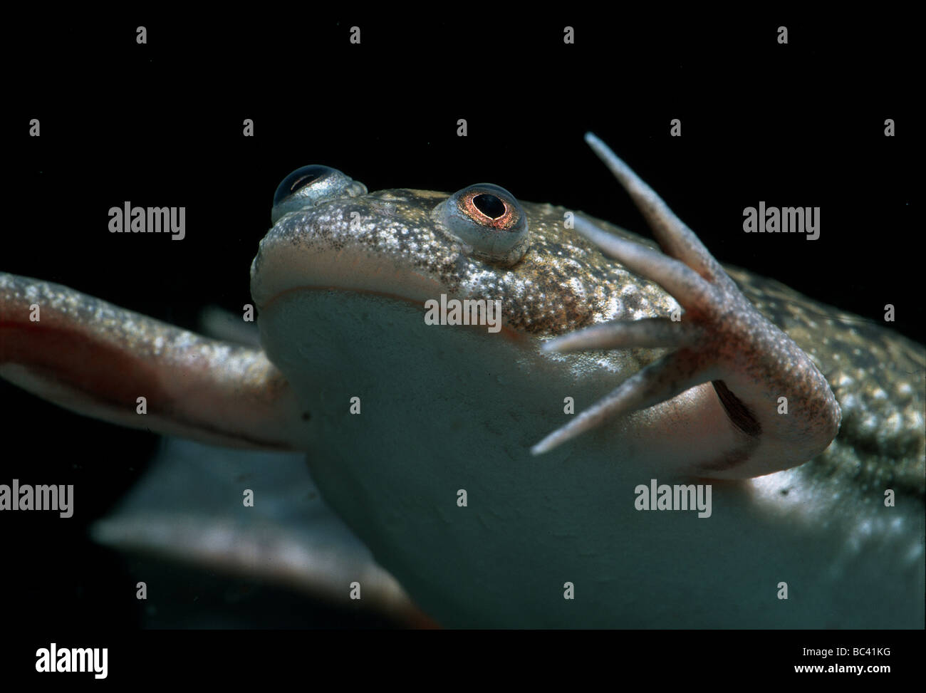 African Clawed Frog, Xenopus laevis Stock Photo