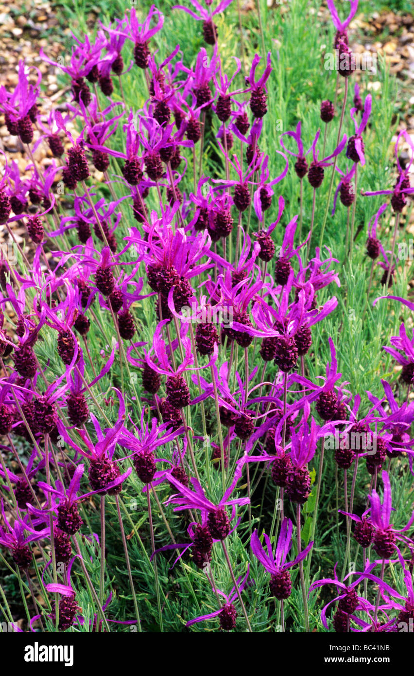 Lavandula stoechas 'Papillon', syn. L. subsp. pedunculata, plant purple lavender plants flower flowers flowering Stock Photo