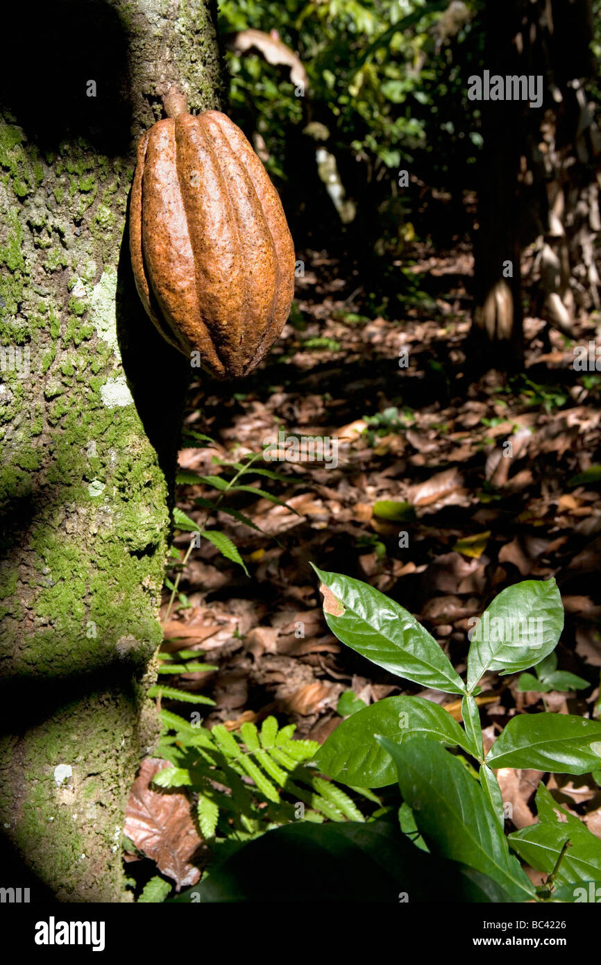 Dominican Republic - Centre - The Cibao - Moka - Cocoa Stock Photo