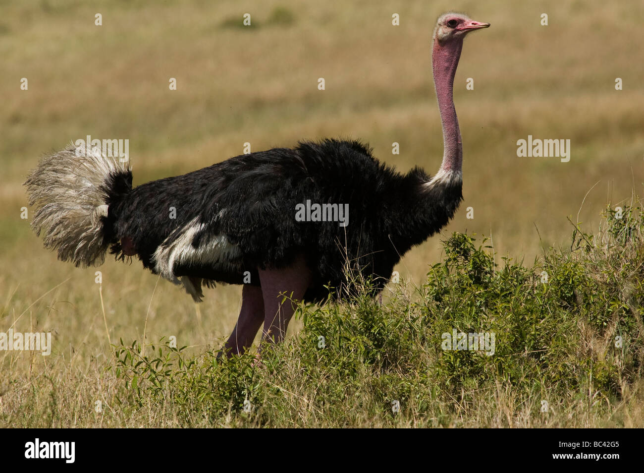 Ostrich in Masai Mara Reserve, Kenya Stock Photo