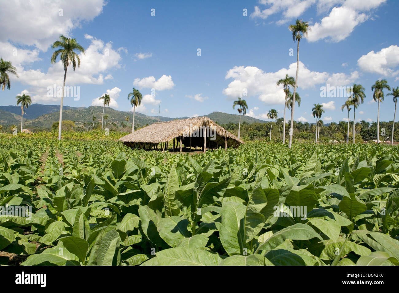 Dominican Republic - Centre - The Cibao Valley - tobacco Plantation Stock Photo