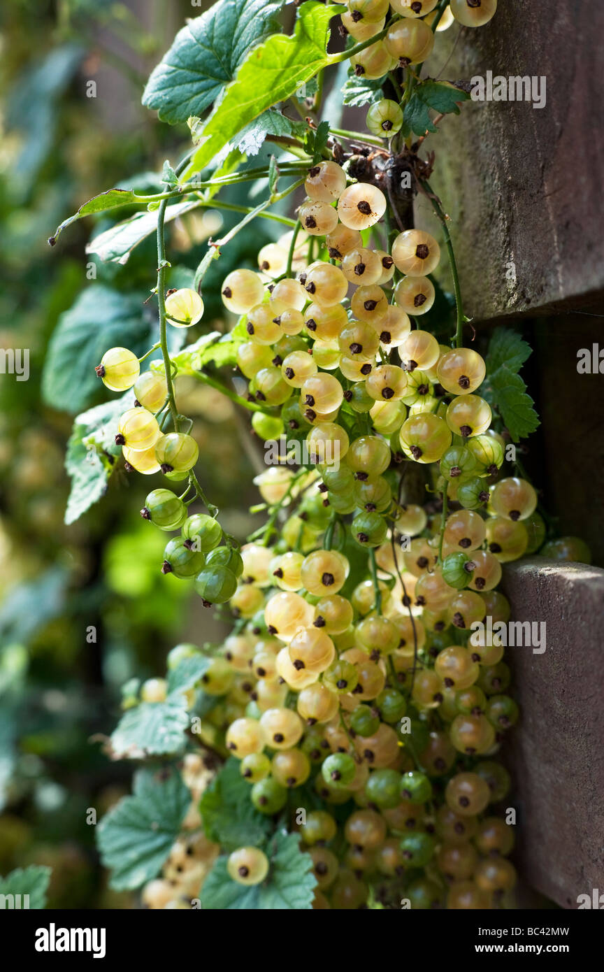 Ribes rubrum. White currant 'white pearl' berries on a bush at Ryton organic centre, Warwickshire, England Stock Photo