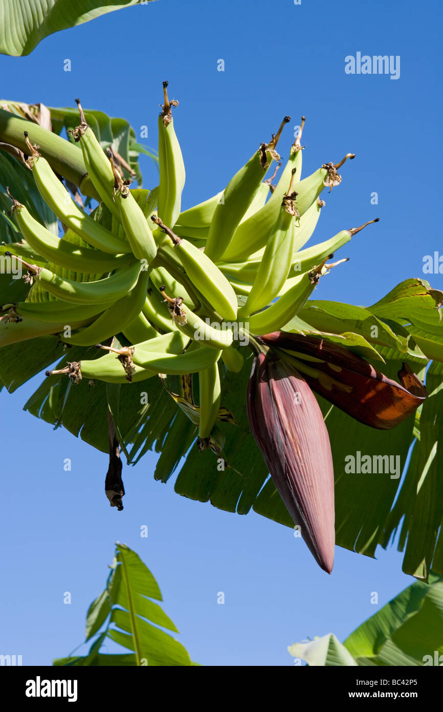 Dominican Republic - Centre - The Cibao Valley - Banana Stock Photo