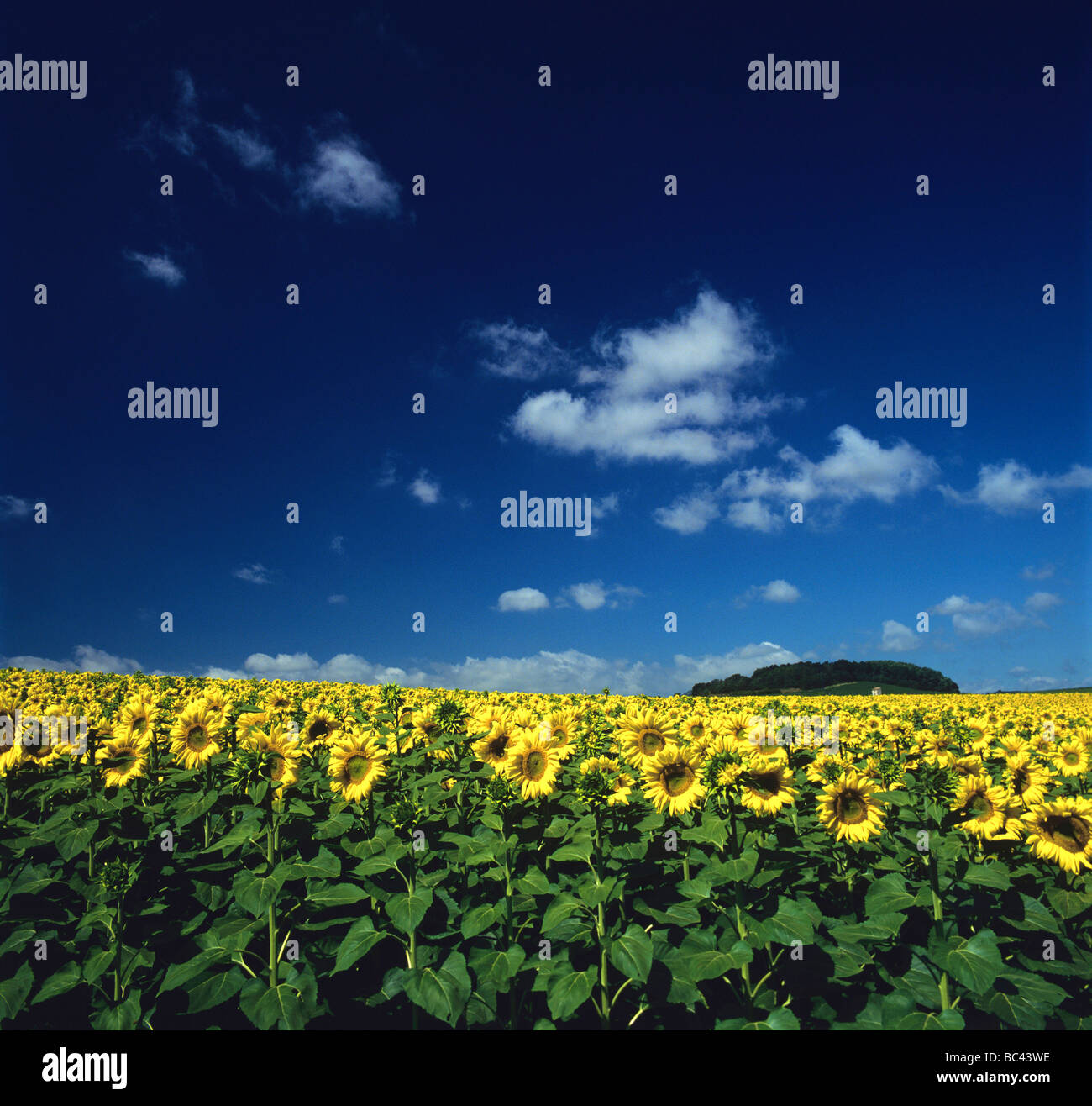 Field of sunflowers with a blue sky Stock Photo - Alamy