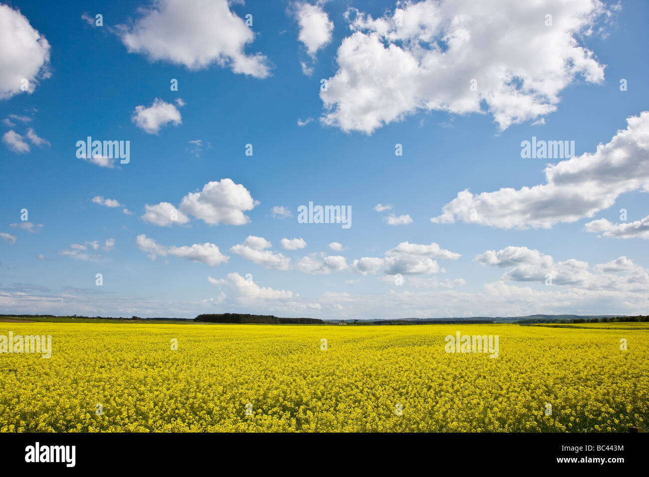 field of oil seed rape Stock Photo - Alamy