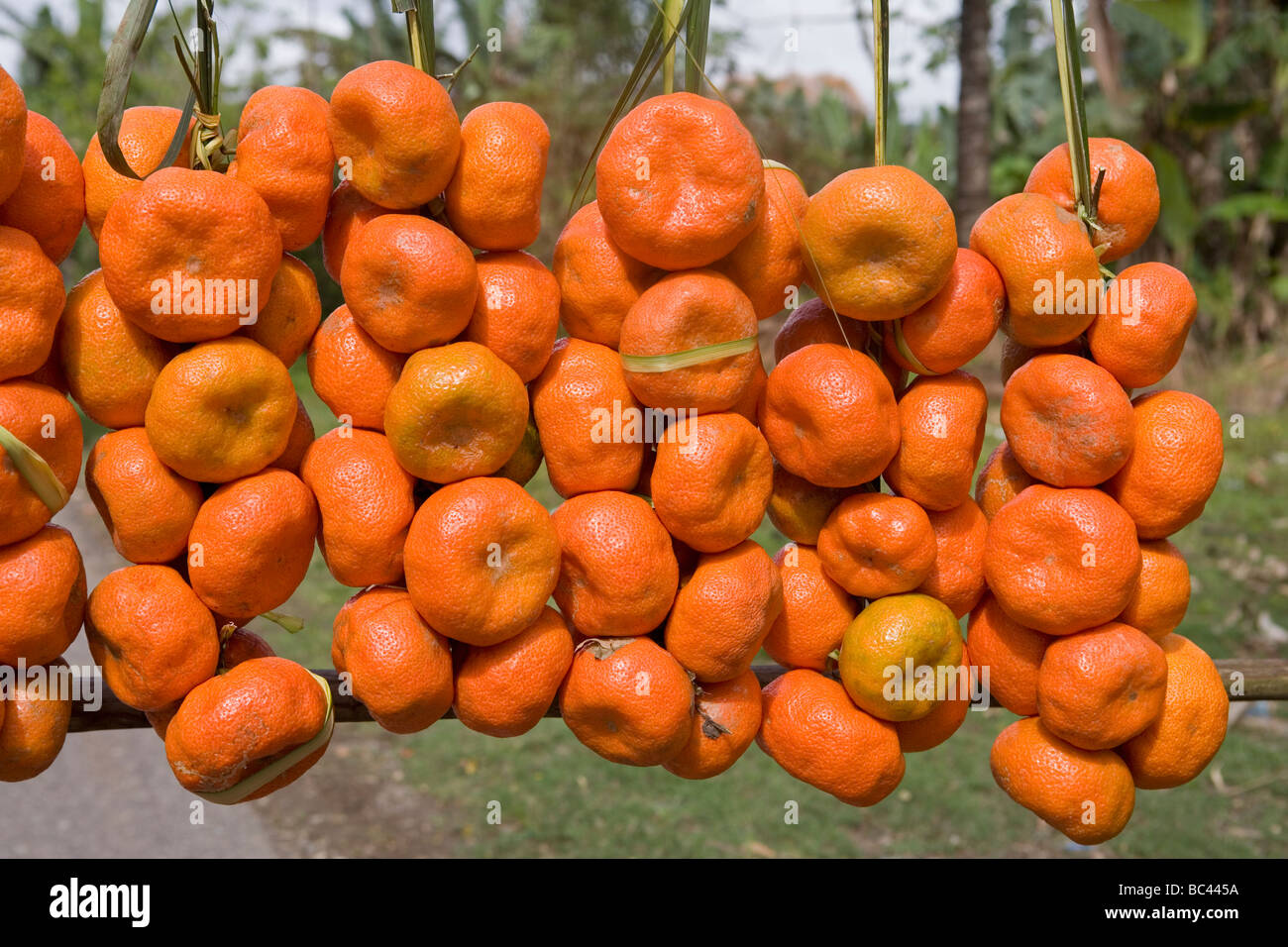 Dominican Republic - Fruits Stock Photo
