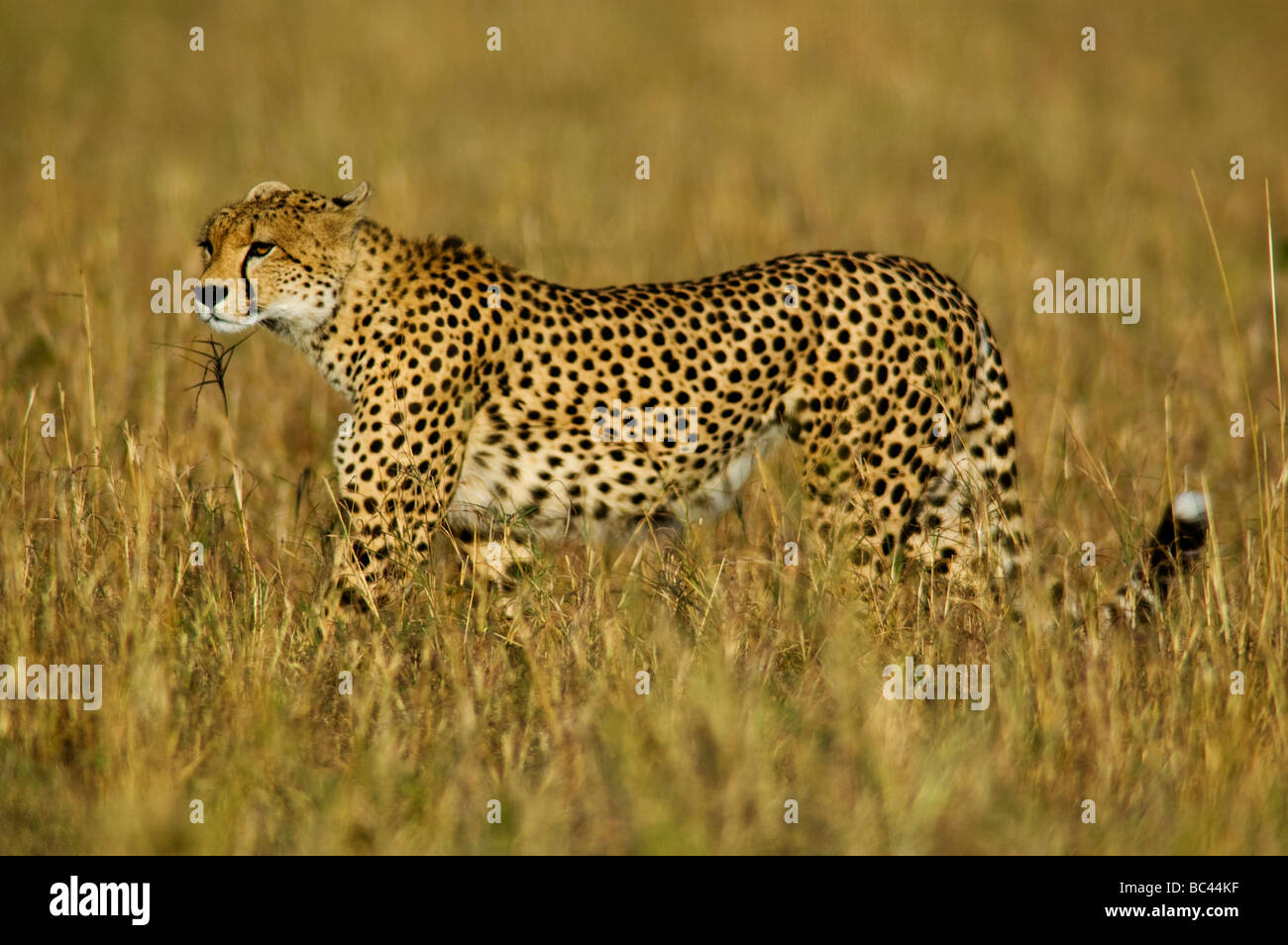 Cheetah are the fastest animal in the world and can reach the speed of 90  km/h. Cheetah on the plains, Masai Mara Game Reserve Stock Photo - Alamy