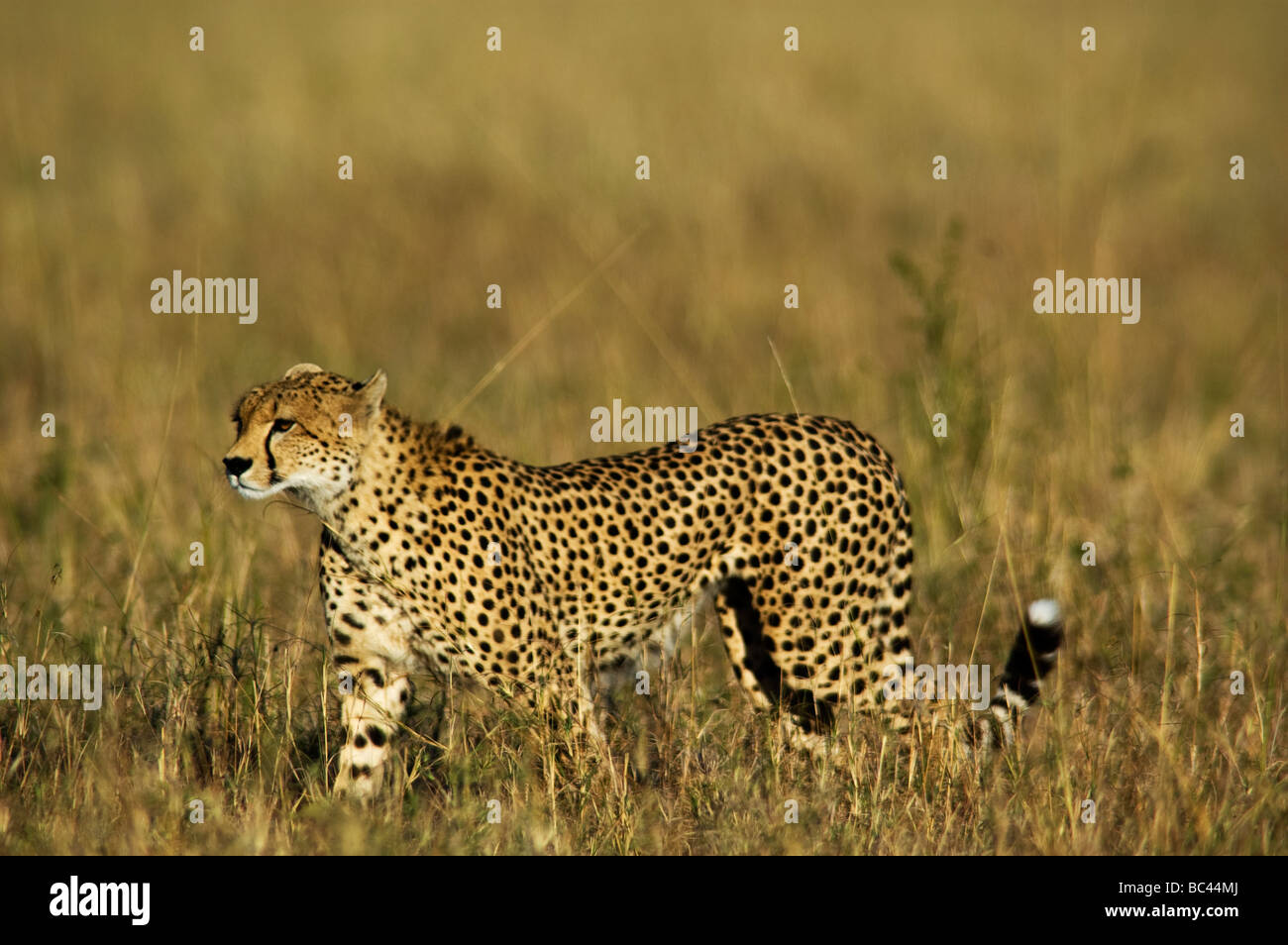 Cheetah are the fastest animal in the world and can reach the speed of 90 km/h. Cheetah on the plains, Masai Mara Game Reserve Stock Photo - Alamy Cheetah are the fastest animal in the world and can reach the speed of 90 km/h. Cheetah on the plains, Masai Mara Game Reserve Stock Photo - Alamy
