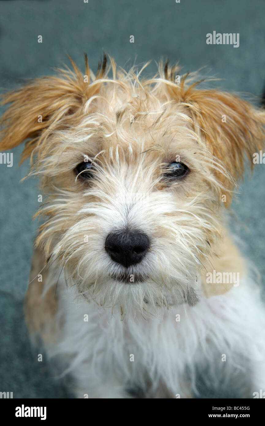 Spike, a rough coated Jack Russell Puppy at three months old, UK Stock Photo