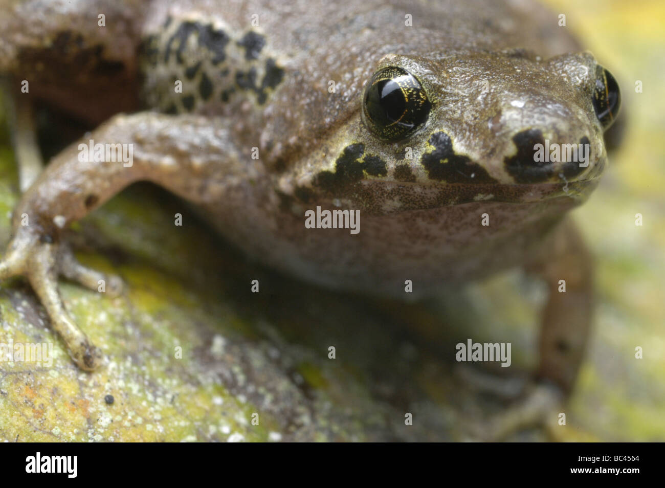 Bornean Narrow-mouthed Frog Microhyla borneensis Stock Photo