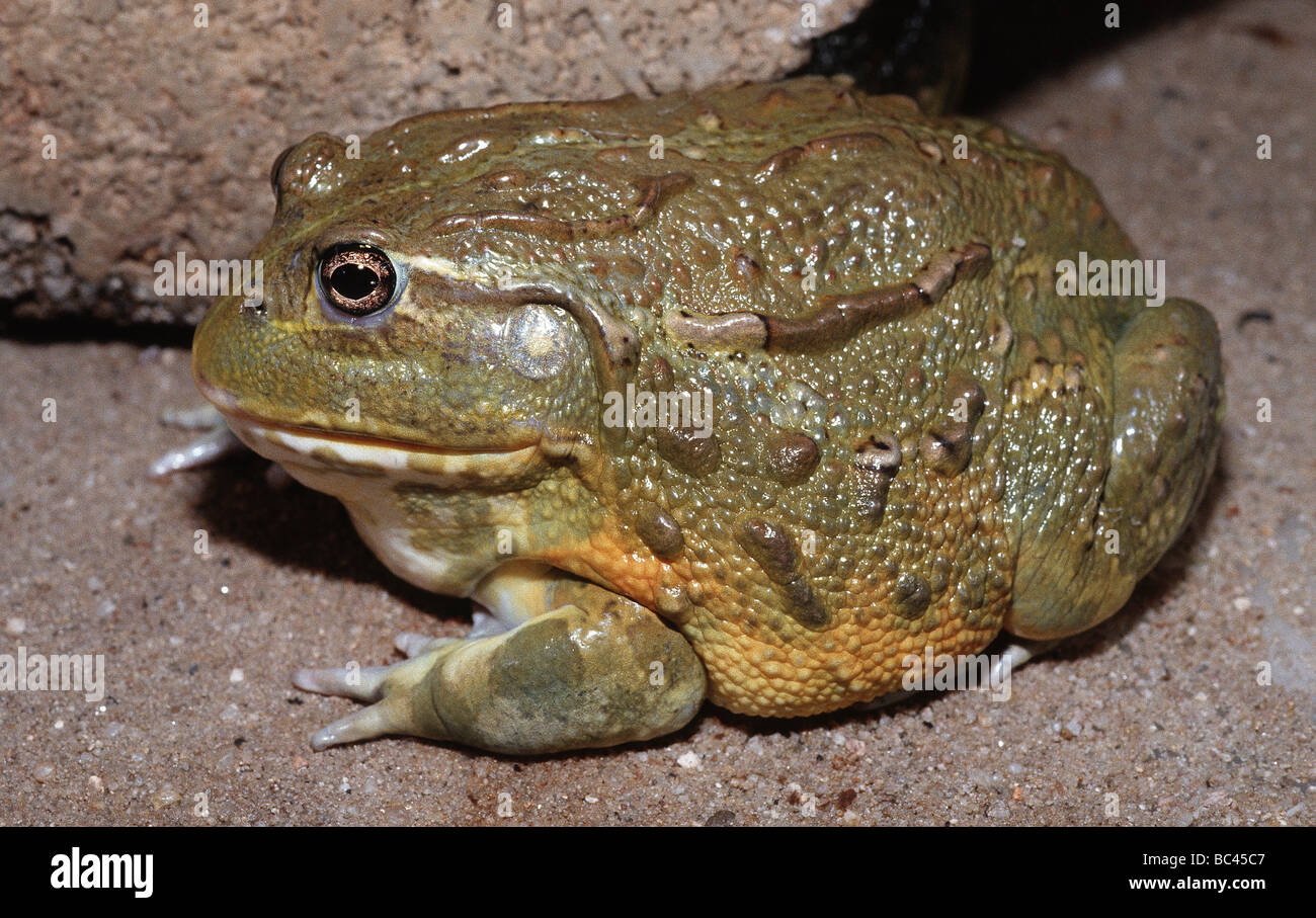 Male African Bullfrog Pyxicephalus adspersus Stock Photo Alamy