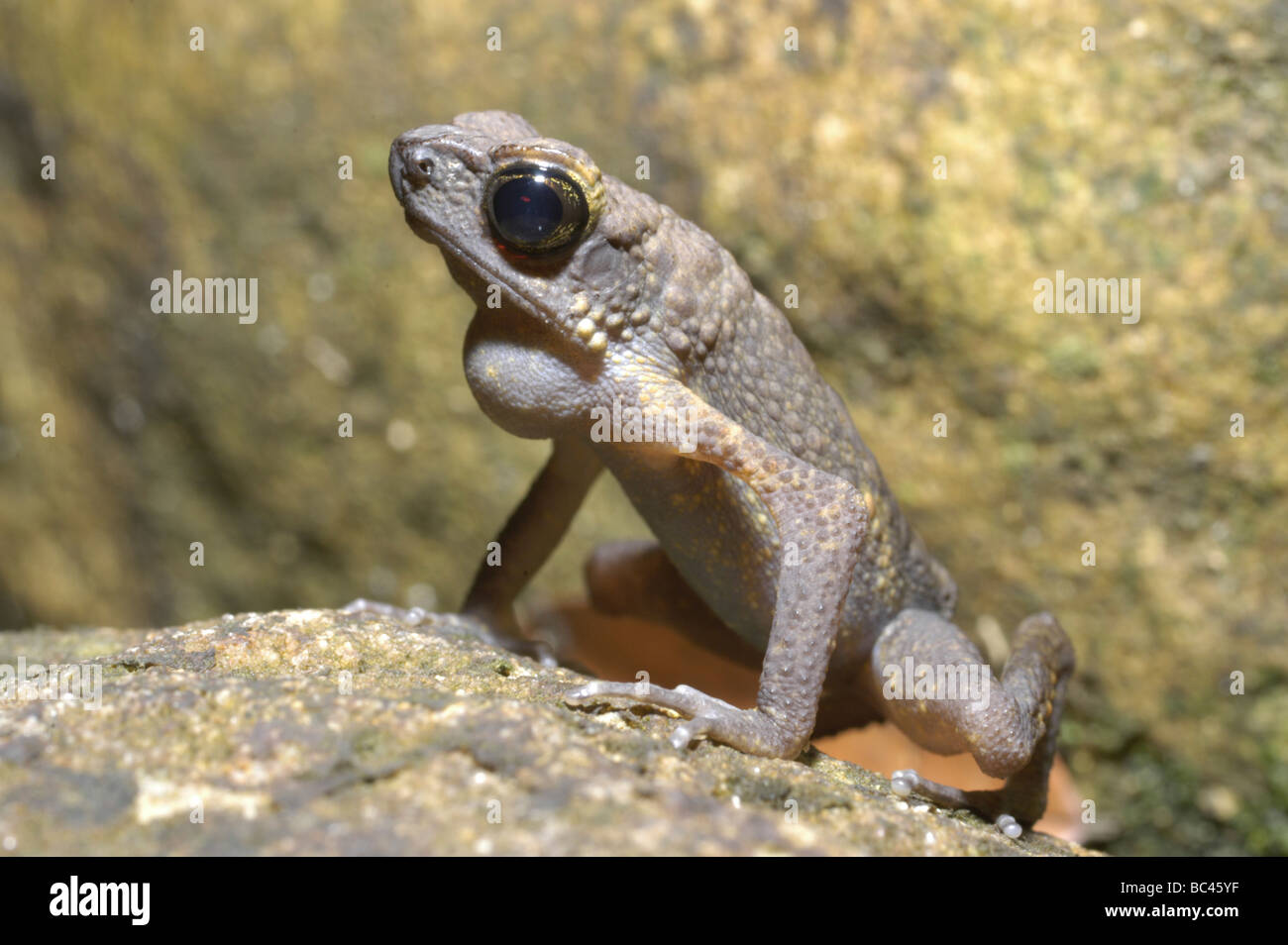 Brown Slender Toad Ansonia leptopus Stock Photo