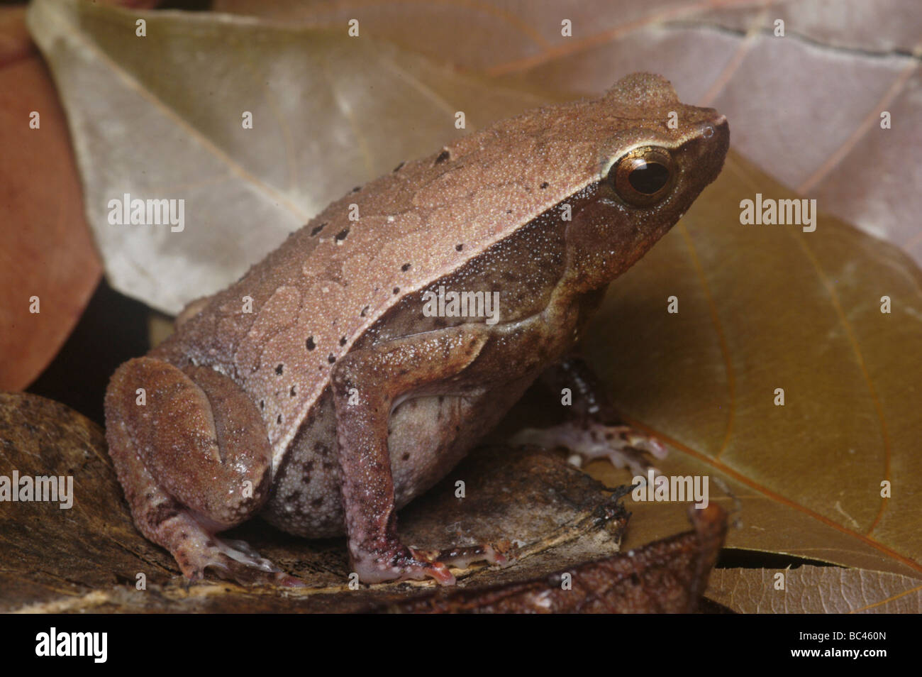 Rufous-Sided Sticky Frog Kalophrynus pleurostigma Stock Photo
