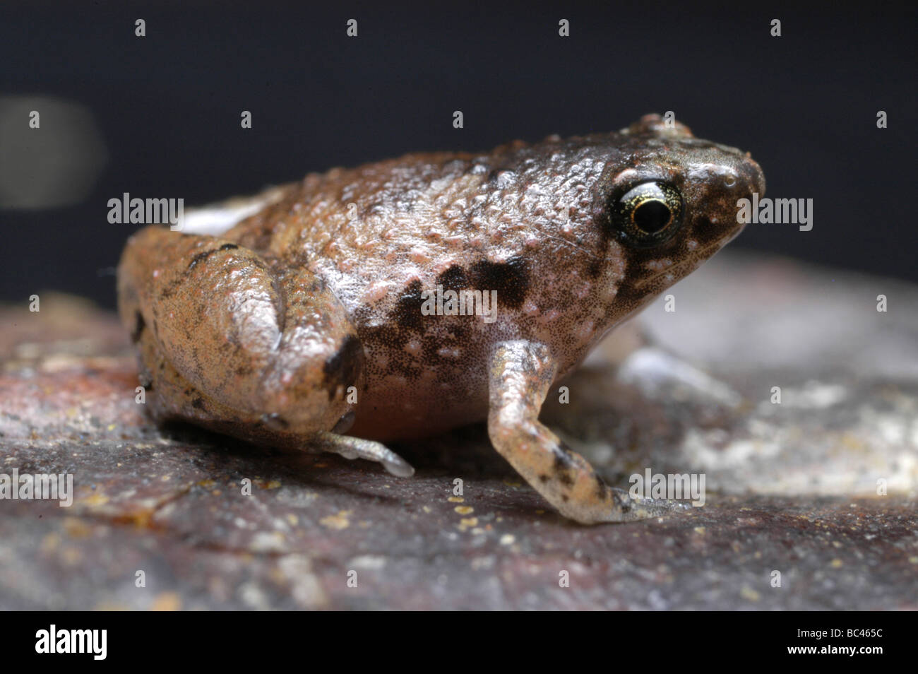 Narrow-mouthed Frog, Microhyla sp Stock Photo