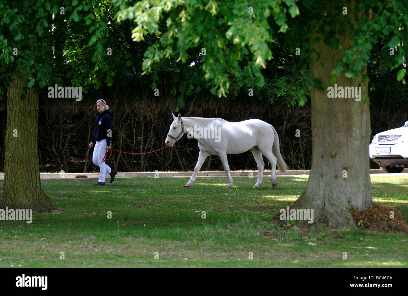 Girl leading grey polo pony, UK Stock Photo