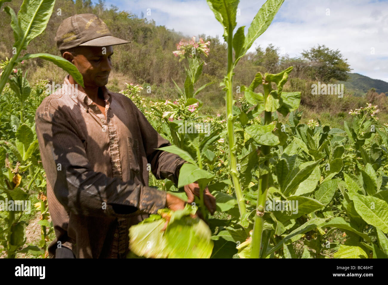 Dominican Republic - Centre - The Cibao - Tobacco Valley - Plantation - Picking up leaves Stock Photo