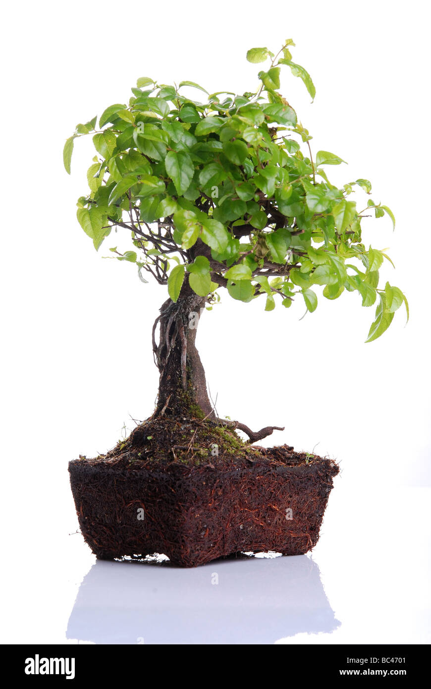 Bonsai tree isolated on a white background Stock Photo - Alamy