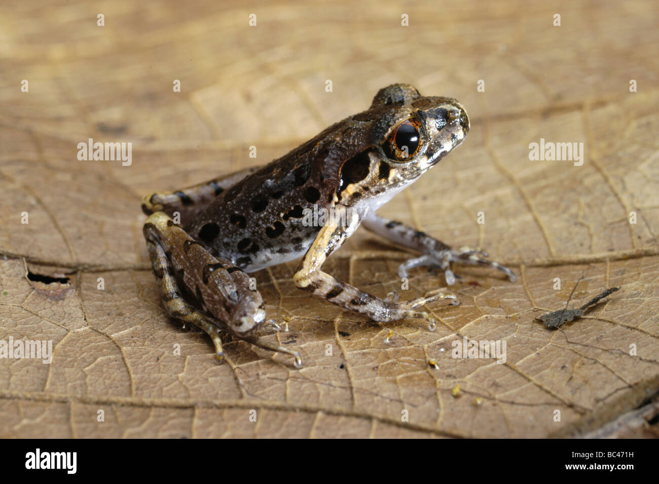 Dring's Slender Litter Frog, Leptolalax dringi Stock Photo Alamy