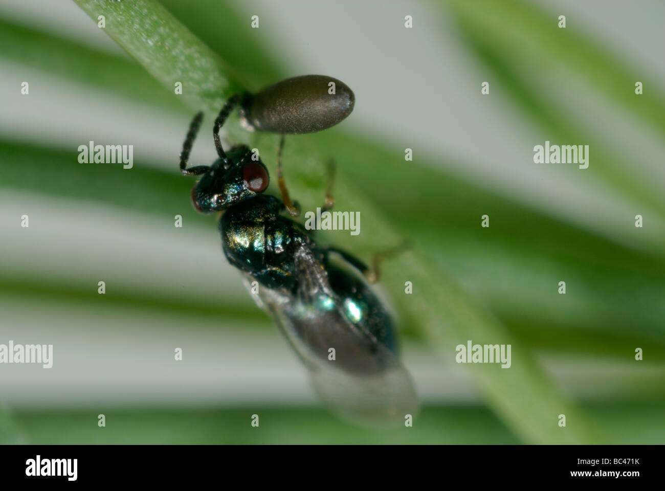 Parasitoid wasp Tetrastichus asparagi a parasite with asparagus beetle
