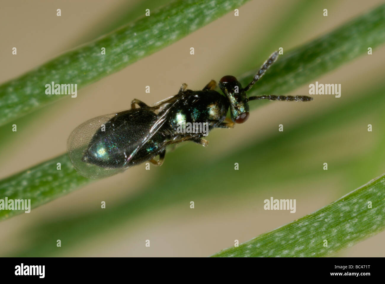 Parasitoid wasp Tetrastichus asparagi a parasite of asparagus beetle