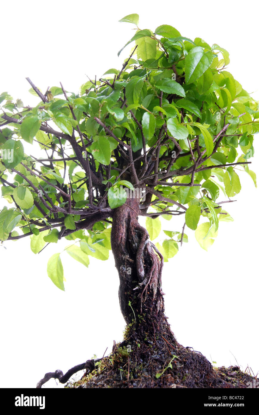 Bonsai tree isolated on a white background Stock Photo - Alamy