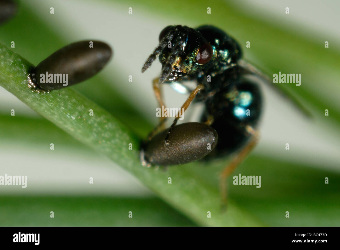Parasitoid wasp Tetrastichus asparagi a parasite with asparagus beetle