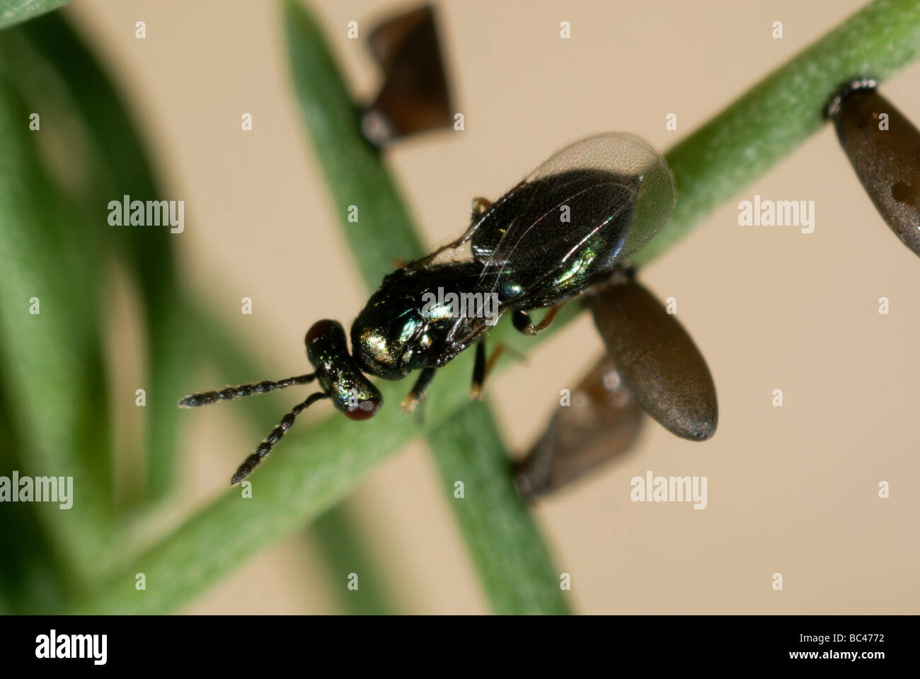 Parasitoid wasp Tetrastichus asparagi a parasite with asparagus beetle